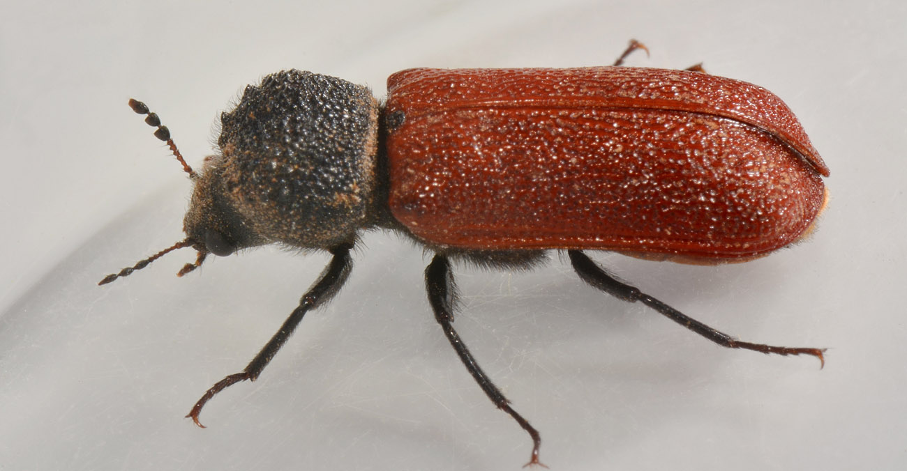 Bostrichidae: Bostrichus capucinus? S.